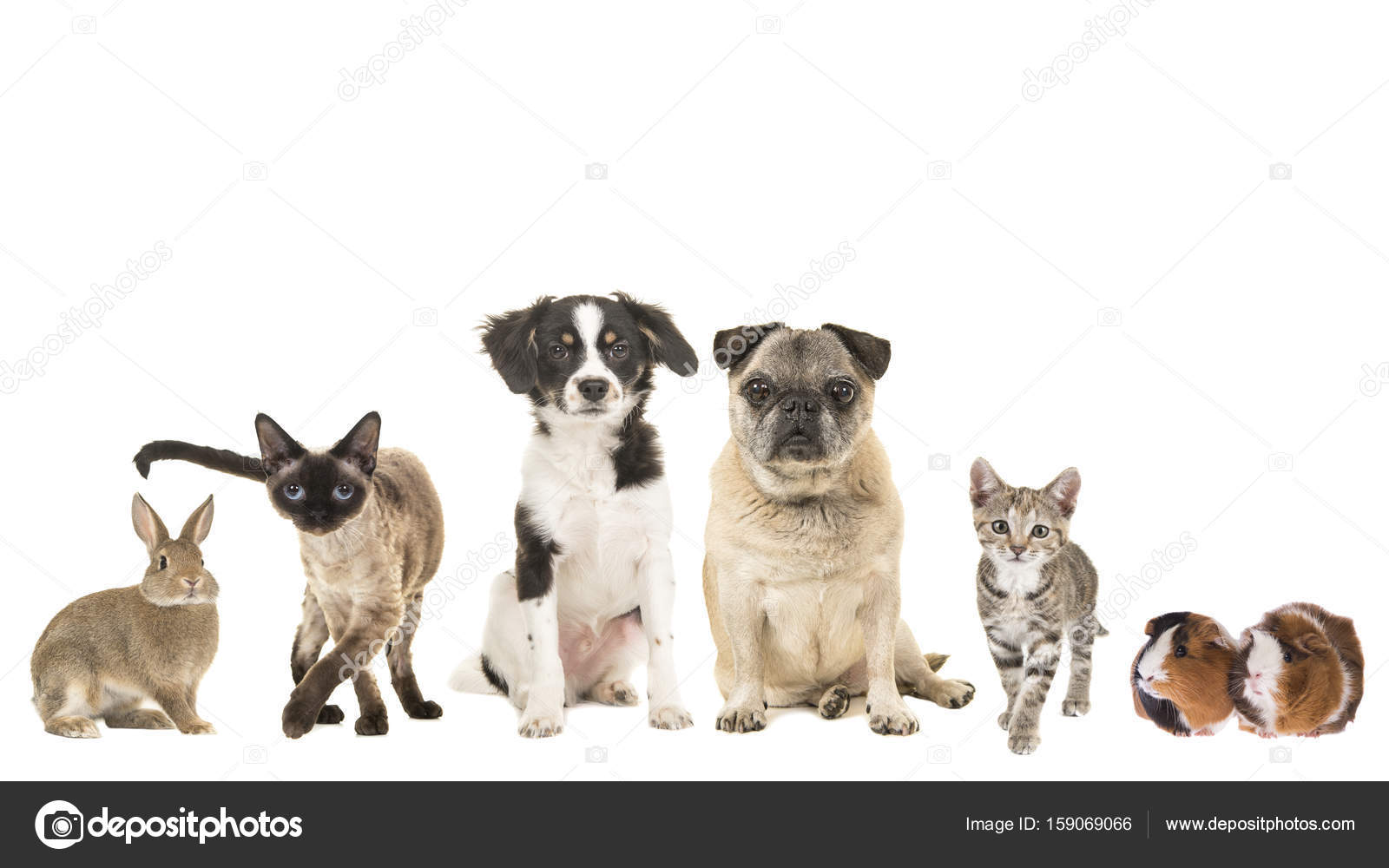 Gruppo Di Varietà Di Animali Domestici E Diverse Età Gatto Adulto