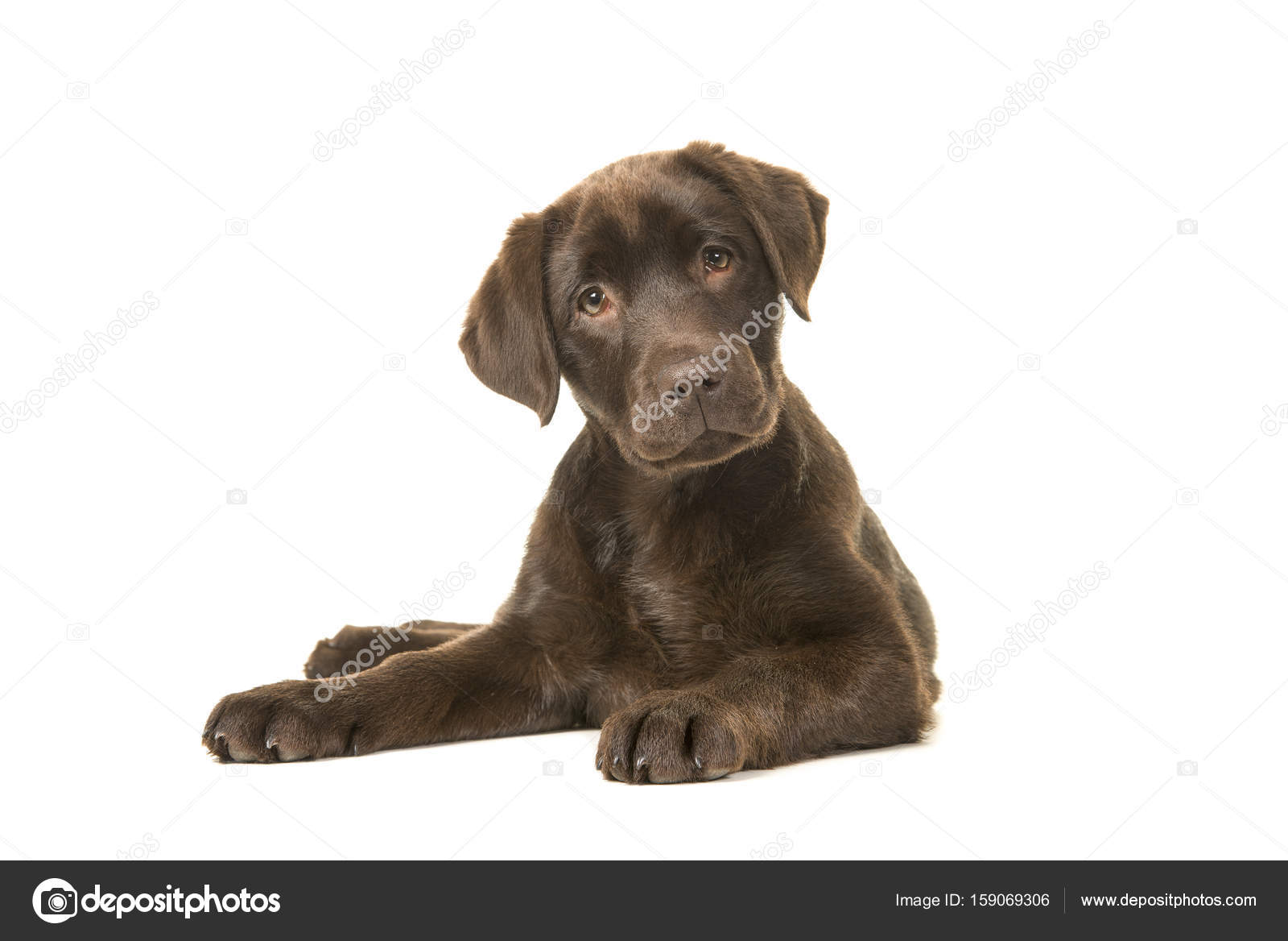 4 months old brown labrador retriever puppy lying down seen from