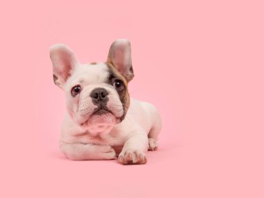 Uzak bir pembe seyir yalan sevimli beyaz ve kahverengi Fransız bulldog köpek yavrusu