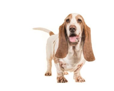 Sevimli genç yetişkin basset hound ayakta beyaz bir arka plan üzerinde izole
