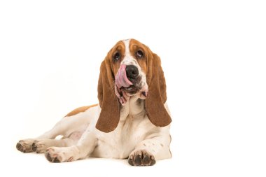 Basset hound yerdeki beyaz bir arka plan üzerinde izole ağzına yalama onun ağzından onun diliyle kamera karşı karşıya yalan