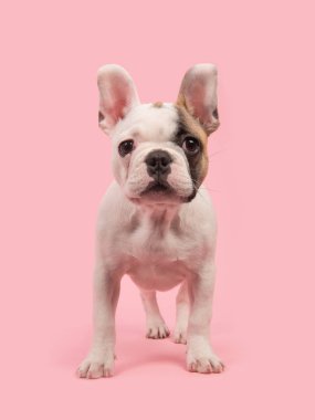 Cute standing french bulldog puppy seen from the front facing the camera on a pink background clipart