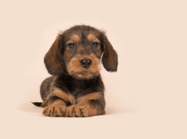 Şirin kahverengi daksund köpek yavrusu çıkışlar kamera karşı karşıya Creme arka plan üzerinde yalan