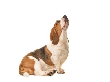 Beyaz bir arka plan üzerinde yetişkin basset hound oturma ararken yan tarafından trafik kavaşağında izole
