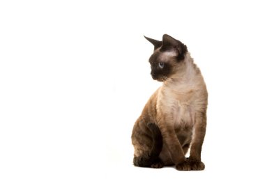 Devon rex yetişkin kedi beyaz bir arka plan üzerinde izole sol tarafına isteyen