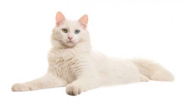 White turkish angora odd eye cat lying down seen from the side looking at the camera isolated on a white background clipart