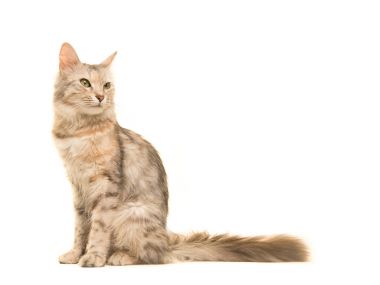 Tabby Turkish angora cat sitting looking back to the right seen from the side isolated on a white background clipart