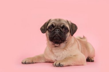 Yerdeki bir pembe kameraya bakarak yalan sevimli genç pug köpek