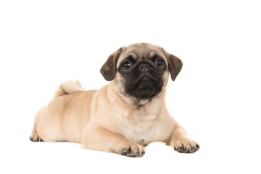 Yerdeki beyaz bir arka plan üzerinde izole kamera bakarak yalan sevimli genç pug köpek