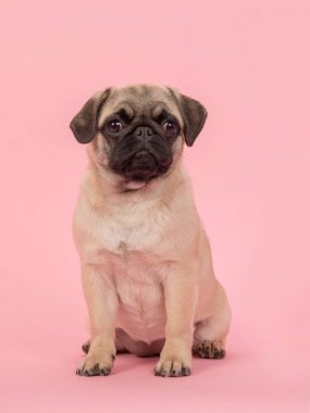 Sevimli genç oturma pug köpek kameraya bir pembe arıyorsunuz
