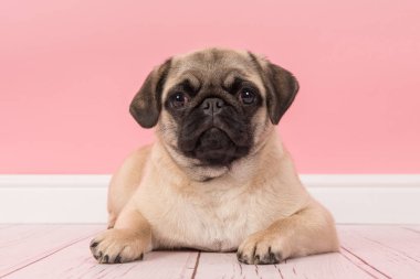 Sevimli genç pug köpek yerdeki kamera pembe salon ortamında bakarak yalan