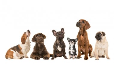 Beyaz bir arka plan üzerinde safkan köpekler birbirlerine bakarken yanında oturan çeşitli tür grup izole