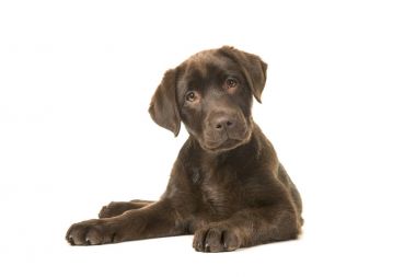 Soldaki başını eğerek ve beyaz bir arka plan üzerinde izole kamera bakarak onun pençeleri ile ön görülen yalancılık aşağı 4 aylık kahverengi labrador retriever köpek yavrusu