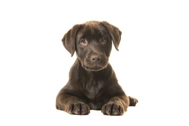 onun önünde onun pençeleri ile ön görülen yalancılık aşağı ve düz beyaz bir arka plan üzerinde izole kamera bakarak 4 aylık kahverengi labrador retriever köpek yavrusu