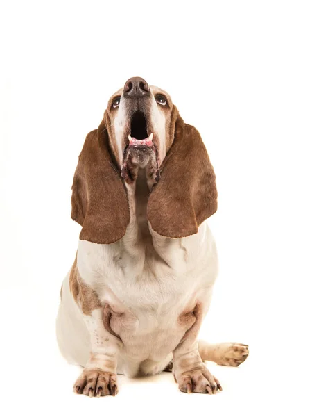Basset hound siedząc i patrząc w górę z jego otwarte usta, patrząc z przodu na białym tle na białym tle — Zdjęcie stockowe