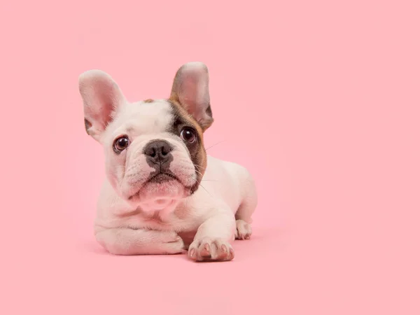 Uzak bir pembe seyir yalan sevimli beyaz ve kahverengi Fransız bulldog köpek yavrusu