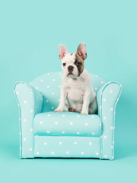 Симпатичный белый и коричневый щенок французского бульдога, сидящий в синем кресле на мятном голубом фоне — стоковое фото