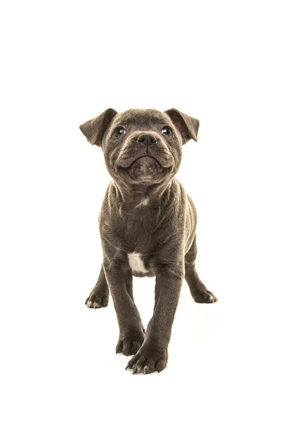 Leuke grijze stafford Terriër pup hond hoofd omhoog glimlachend geconfronteerd met de camera geïsoleerd op een witte achtergrond — Stockfoto