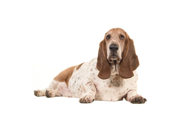 Sabueso basset mayor con sobrepeso acostado frente a la cámara vista desde el lado aislado sobre un fondo blanco — Foto de Stock