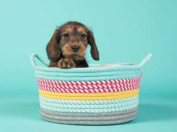 Schattige puppy teckel in een kleurrijke mand op een munt blauwe achtergrond — Stockfoto