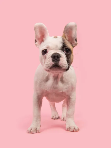 Pembe bir arka plan üzerinde kamera karşı karşıya ön görülen şirin ayakta Fransız bulldog köpek yavrusu