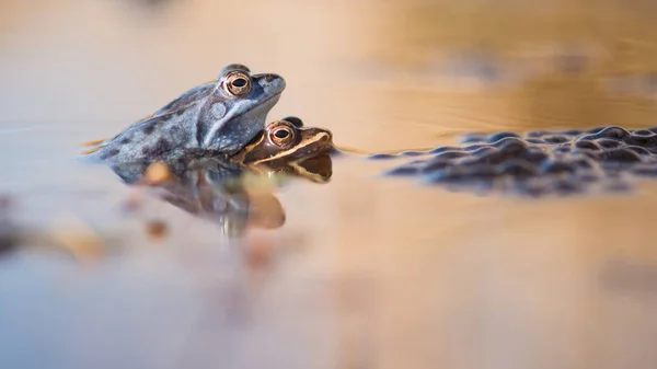 Krycia żaby trawnej w wodzie, następnie na tarło — Zdjęcie stockowe