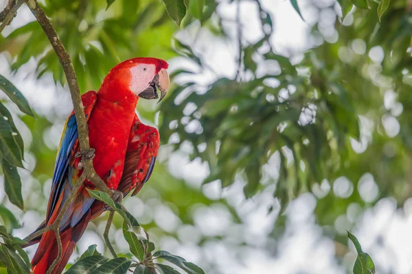 Красный попугай ара отдыхает на скамейке на деревьях — стоковое фото