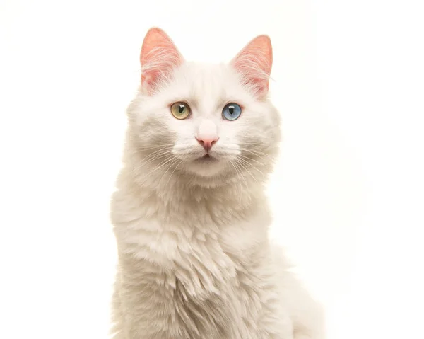 White turkish angora cat portrait looking at the camera isolated on a white background — Stock Photo, Image