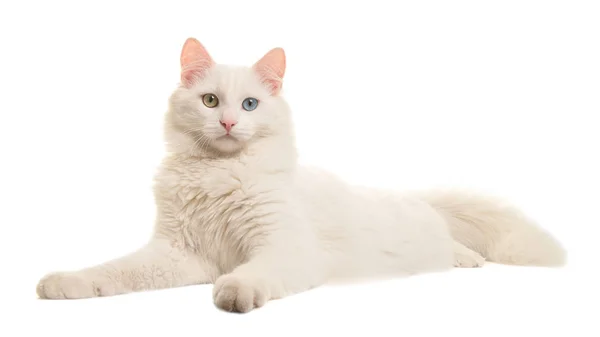 Blanco turca angora ojo extraño gato acostado visto desde el lado mirando a la cámara aislado sobre un fondo blanco — Foto de Stock