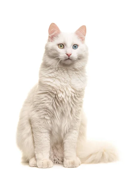 Blanco turca angora extraño ojo gato sentado no mirando la cámara aislado en un blanco fondo — Foto de Stock