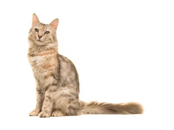 Tabby gato angorá turco sentado olhando para a câmera vista do lado isolado em um fundo branco — Fotografia de Stock