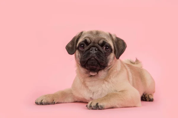 Schattige jonge pug hond liggend op de vloer, kijken naar de camera op een roze achtergrond — Stockfoto