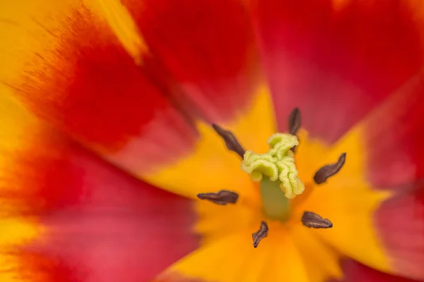 Närbild av en röd och gul tulpan sett inifrån — Stockfoto