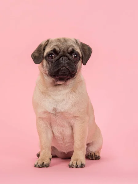 Bonito jovem sentado cão pug olhando para a câmera em um fundo rosa — Fotografia de Stock