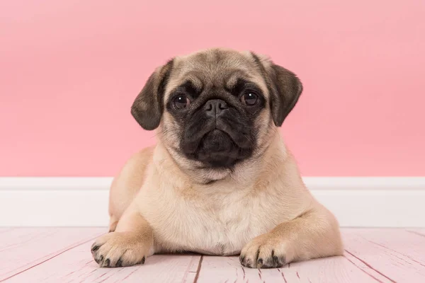 Cão pug jovem bonito deitado no chão olhando para a câmera em um cenário de sala de estar rosa — Fotografia de Stock