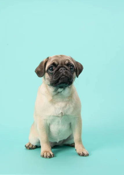 Schattig vergadering jonge pug hond kijken naar de camera op een blauwe achtergrond — Stockfoto