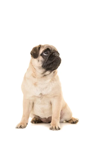 Bonito sentado jovem cachorro cão olhando para cima isolado em um fundo branco — Fotografia de Stock