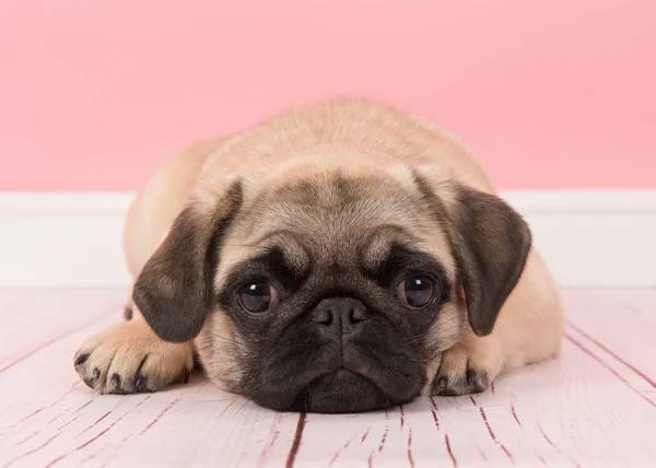 Yerdeki bir pembe salon ortamda kamera bakarak onun kafasıyla yatarken şirin genç pug köpek