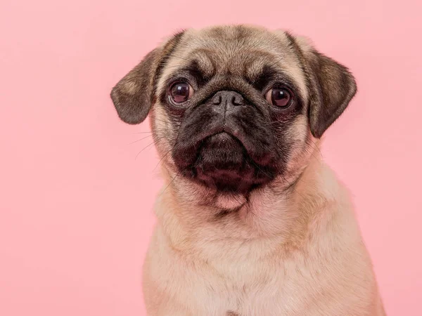 Portrét mladé dospělé Mops na růžovém pozadí při pohledu na fotoaparát — Stock fotografie