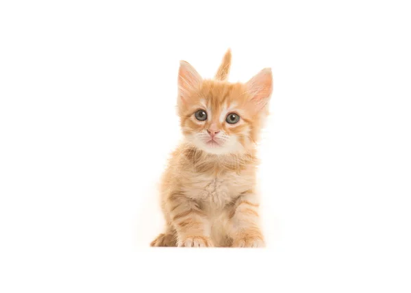 Mignon assis turque angora gingembre bébé chat avec sa queue vers le haut isolé sur un fond blanc — Photo