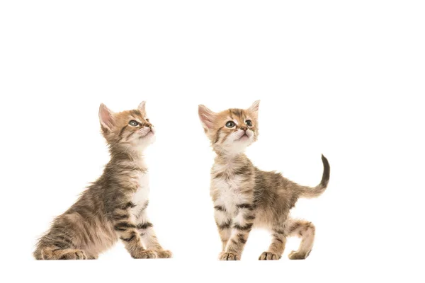 Dos lindos gatitos de angora turca tabby parados uno al lado del otro ambos mirando hacia arriba aislados sobre un fondo blanco — Foto de Stock