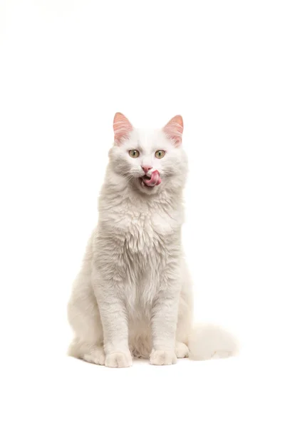 Witte Turkse angora kat zitten kijken naar de camera likken van de lippen geïsoleerd op een witte achtergrond — Stockfoto