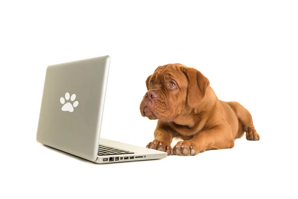 Bordeaux cachorro cão deitado no chão olhando para um labtop isolado em um fundo branco — Fotografia de Stock