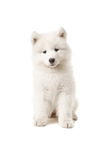 Cute samoyed puppy sitting and looking at the camera isolated on a white background — Stock Photo, Image