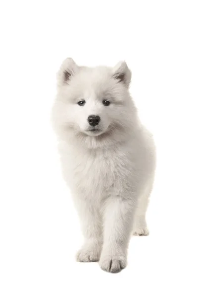 Lindo cachorro blanco de pie visto desde la parte delantera mirando a la cámara aislada sobre un fondo blanco —  Fotos de Stock