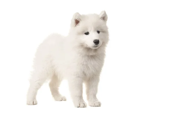 Beyaz bir arka plan üzerinde izole taraftan görüldü sevimli beyaz samoyed köpek