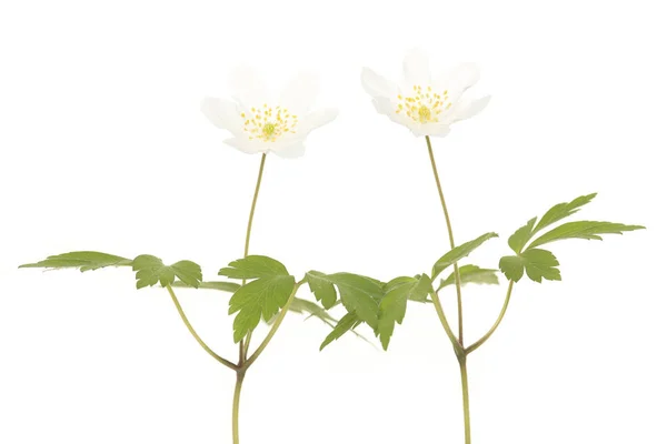 Dois anêmona de madeira branca florescendo isolado em um fundo branco — Fotografia de Stock