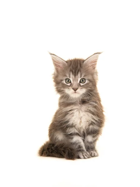 Carino tabby principale bozzolo baby cat seduto e guardando la fotocamera isolata su uno sfondo bianco — Foto Stock