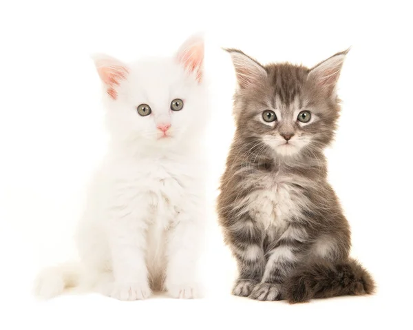 Drăguț tabby și alb coon principal pisici copil așezat și uitându-se la camera izolată pe un fundal alb — Fotografie, imagine de stoc