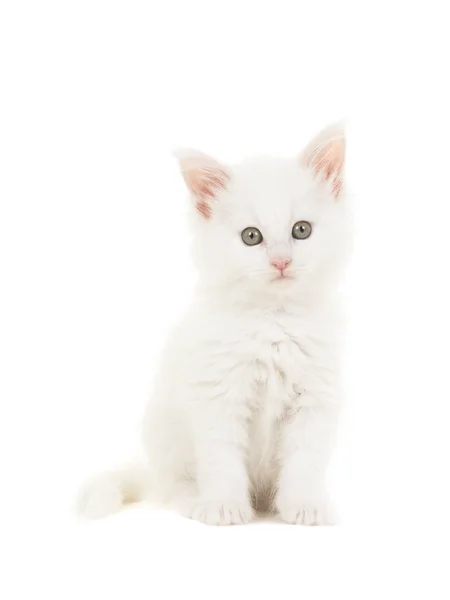 White main coon baby cat kitten sitting at looking at the camera isolated on a white background — Stock Photo, Image